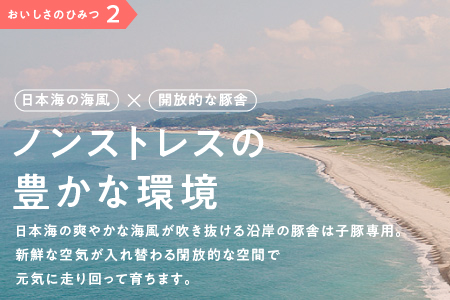 【12/31迄限定寄附額】【 5ヶ月 定期便 】 まる姫ポーク 豚肉 切り落とし・粗ミンチ セット 2.4kg × 5回配送 【総合計12kg】 AK-23 小分け 冷凍