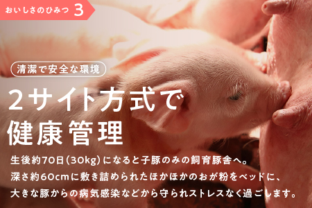 まる姫ポーク 無添加 生ソーセージ セット 計780g (無添加生ソーセージ・無添加生ソーセージ（季節のサンピコ野菜） おまかせ AK-5 国産 豚ソーセージ ウインナー  野菜 無添加