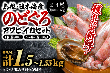 鮮魚セットA  【のどぐろ2～4尾(約500g～550g)・イカ3～4杯(約800g)・アワビ(約200g×1)】漁解禁 受付再開 鮮魚 海鮮 ノドグロ あわび いか 下処理済 YM-1