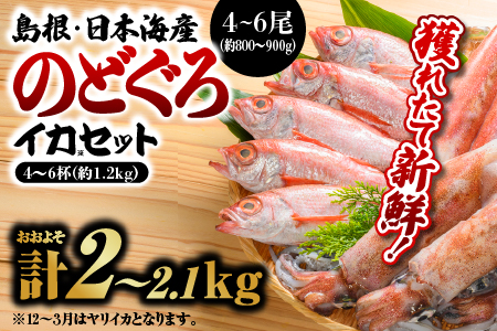 鮮魚セットB 【 のどぐろ4～6尾(約800g～900g)・イカ4～6杯(約1.2kg)】 漁解禁 受付再開 鮮魚 海鮮 ノドグロ いか 下処理済 日本海産 YM-2