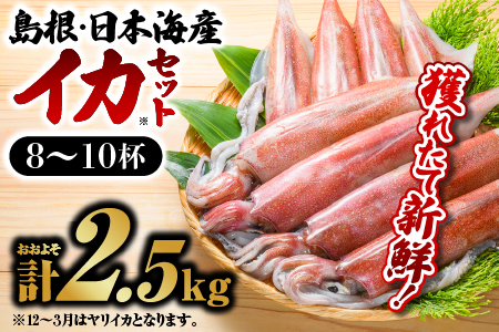 鮮魚セットC【 剣先イカ 8～10杯 約2.5kg 】鮮魚 いか 日本海産 下処理済 YM-3