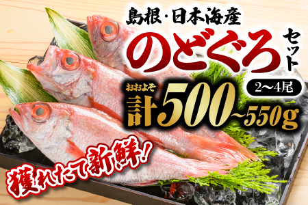 鮮魚セットD【 のどぐろ2～4尾(約500g～550g) 】漁解禁 受付再開 お届け：８月下旬～翌年5月末(6月～8月下旬まで禁漁のため) 鮮魚 ノドグロ 下処理済 YM-4