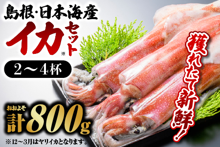 鮮魚セットE 【イカ 2～4杯 約800g】 鮮魚 海鮮 いか 下処理済 YM-5