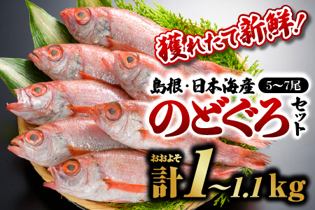 鮮魚セットF 【 のどぐろ5～7尾(約1kg～1.1kg) 】漁解禁 受付再開 お届け：８月下旬～翌年5月末(6月～8月下旬まで禁漁のため) 鮮魚 ノドグロ 下処理済 日本海産 YM-6