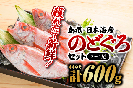 鮮魚セットD のどぐろ2〜4尾 計約600g 島根 山陰 日本海産