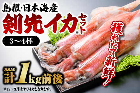 鮮魚セットE イカ 3〜4杯 計約1.0kg 島根 山陰 日本海産