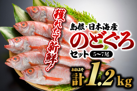 鮮魚セットF のどぐろ 5〜7尾 計約1.2kg[YM-6]|のどぐろ ノドグロ 魚 さかな 焼き魚 島根 山陰 日本海産 魚介類 魚貝類 海産 海産物 おかず 下処理済 煮付け 刺身 さしみ 鮮魚 新鮮 送料無料 魚 海鮮 のどぐろ ノドグロ 魚介類 魚 海鮮 のどぐろ ノドグロ 魚介類 魚 海鮮 のどぐろ ノドグロ 魚介類 魚 海鮮 のどぐろ ノドグロ 魚介類| お届け:8月下旬〜翌年5月末(6月〜8月下旬まで禁漁のため)