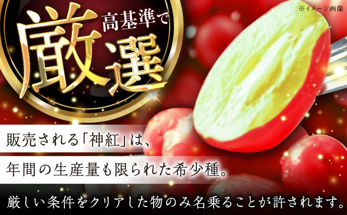 【2025年先行予約】【8月初旬頃から順次発送】数量限定！島根県オリジナル品種「神紅」1房 約500~600g 産地直送 種なし葡萄 島根県雲南市/池田ぶどう農園　 [AIAA001]