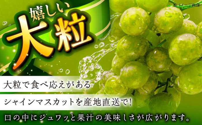 【2025年先行予約】【8月初旬頃から順次発送】皮ごと食べれる！シャインマスカット 2房 約800g 島根県雲南市/池田ぶどう農園　 [AIAA002]