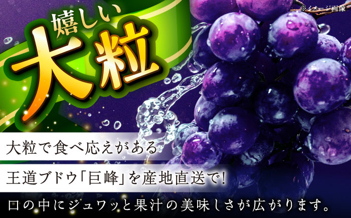 【2025年先行予約】【8月初旬頃から順次発送】溢れる果汁がたまらない！巨峰 2房 約700g 島根県雲南市/池田ぶどう農園　 [AIAA003]