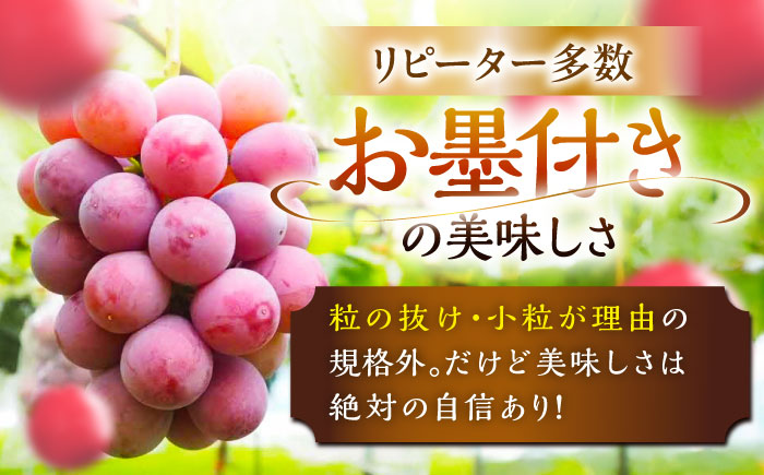 【2026年先行予約】【30個限定】【ご自宅用】リピーターが続出中！クイーンニーナ 1房（約450g）簡易包装 訳あり 島根県雲南市/ギアファーム [AIAB006]