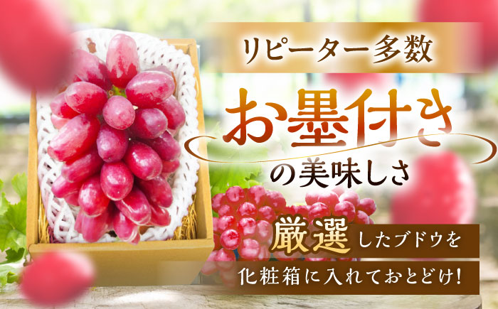 【2026年先行予約】【10個限定】【贈答用】期待の新品種！クイーンセブン 1房（約350g）秀品・化粧箱入り 島根県雲南市/ギアファーム [AIAB007]