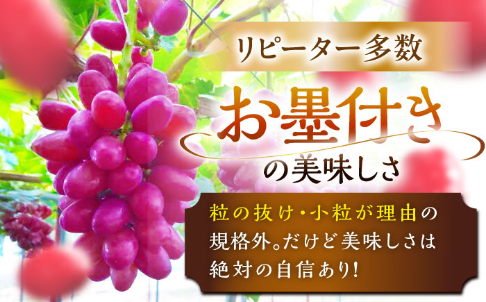 【2026年先行予約】【10個限定】【ご自宅用】期待の新品種！クイーンセブン 1房（約350g）簡易包装 訳あり 島根県雲南市/ギアファーム [AIAB008]