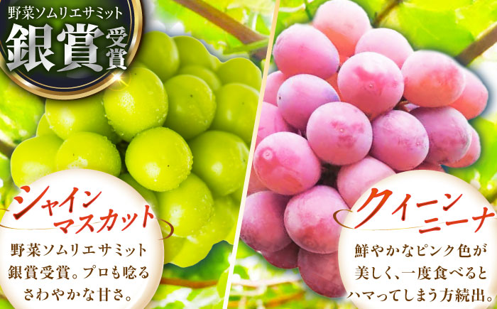 【先行予約：2026年8月中旬より発送】【ご自宅用】人気の2品種を食べ比べ！シャインマスカット 1房 クイーンニーナ 1房（約950g）簡易包装 訳あり 島根県雲南市/ギアファーム [AIAB013]