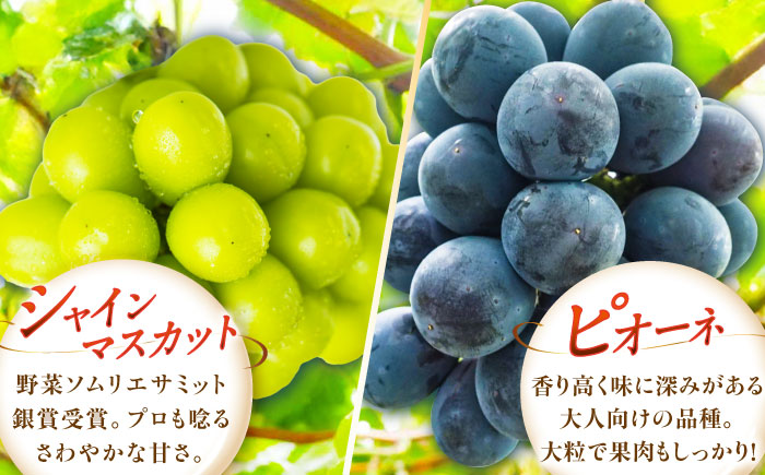 【先行予約：2026年8月中旬より発送】【ご自宅用】農家直送の2品種を食べ比べ！シャインマスカット 1房 ピオーネ 1房（約850g）簡易包装 訳あり 島根県雲南市/ギアファーム [AIAB017]