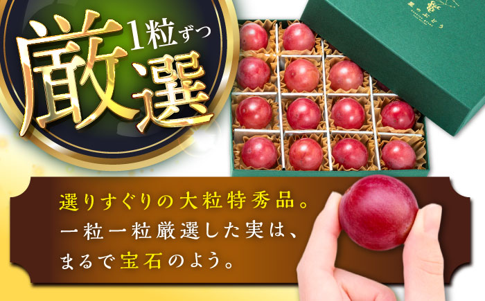 【先行予約：2026年8月中旬より発送】【数量限定】贈り物におすすめ！クイーンニーナ・ジュエリーBOX 16粒(約240g) 高級フルーツ 贈答 ブドウ 島根県雲南市/ギアファーム [AIAB018]