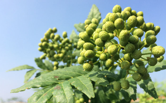 奥出雲山椒ジャコのり「頼むからごはんください」3個・ジャコみそ「頼むからごはんください」3個セット | 山椒 佃煮 セット 島根県雲南市/いずも八山椒有限会社 [AIAF004]