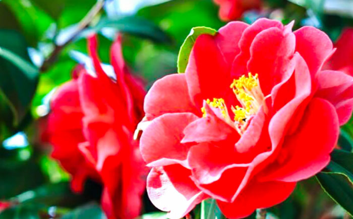 出雲椿生しぼり油 叶椿・TSUBAKI オイル 椿油 島根県雲南市/株式会社　丸隆[AIAZ004]