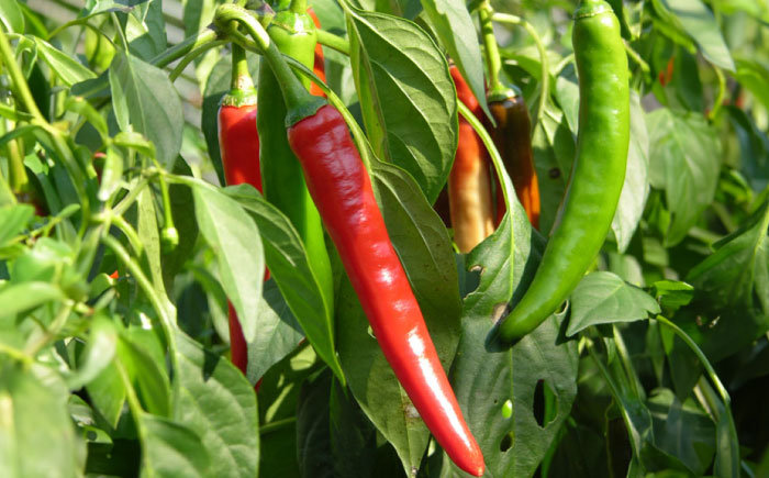 七味とうがらし　瓶2・袋4セット | 七味とうがらし 七味 唐辛子 香辛料 辛味 島根県雲南市/株式会社吉田ふるさと村 [AIBB003]