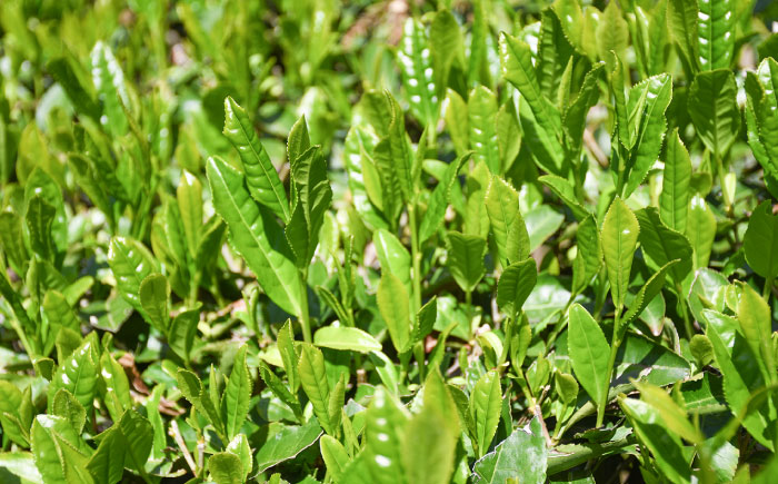 福寿(煎茶) セット(200ｇ×5本)  島根県雲南市/島根県農業協同組合　雲南地区本部 大東加工所 [AIBP002]
