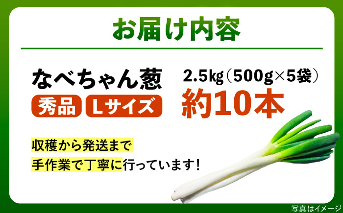 【2025年11月発送開始】焼いてそのまま美味しい！なべちゃん葱 秀品 Lサイズ2.5kg（500g×5袋）約10本 ネギ ねぎ 島根県雲南市/山さんファーム [AICO003]