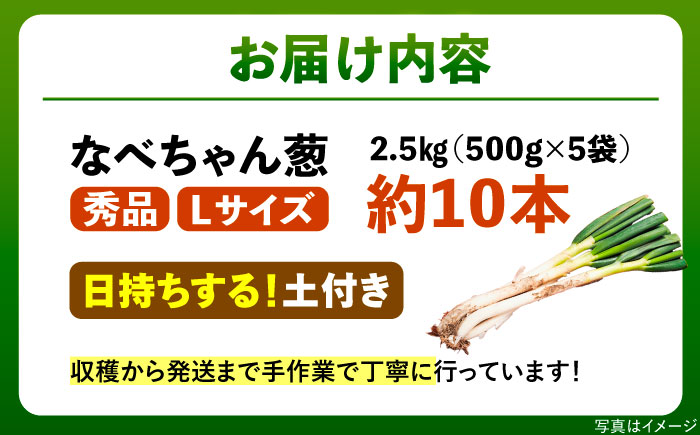 【2025年11月発送開始】焼いてそのまま美味しい！なべちゃん葱（土付き）秀品 Lサイズ2.5kg（500g×5袋）約10本 ねぎ ネギ 島根県雲南市/山さんファーム [AICO004]