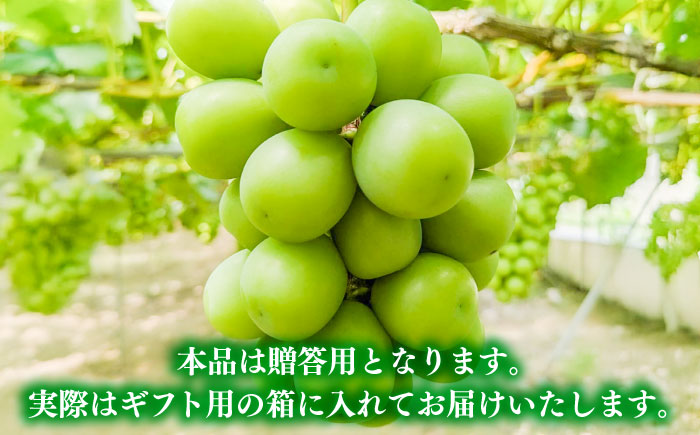 【先行予約】【8月中旬より順次発送】【50個限定】【贈答用】シャインマスカット1房 / シャインマスカット 果物 フルーツ ギフト 新鮮 /　島根県雲南市　/ 寿ぶどう縁 [AIEM001]