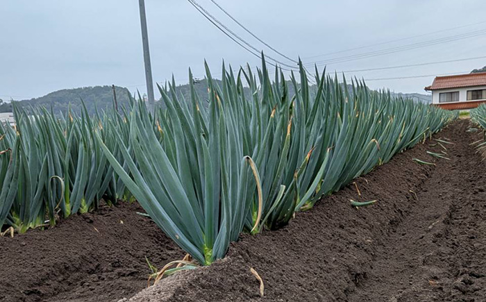 【2025年11月発送開始】焼いてそのまま美味しい！なべちゃん葱（土付き）秀品 Lサイズ5kg（500g×10袋）約20本 ねぎ ネギ 島根県雲南市/山さんファーム [AICO002]