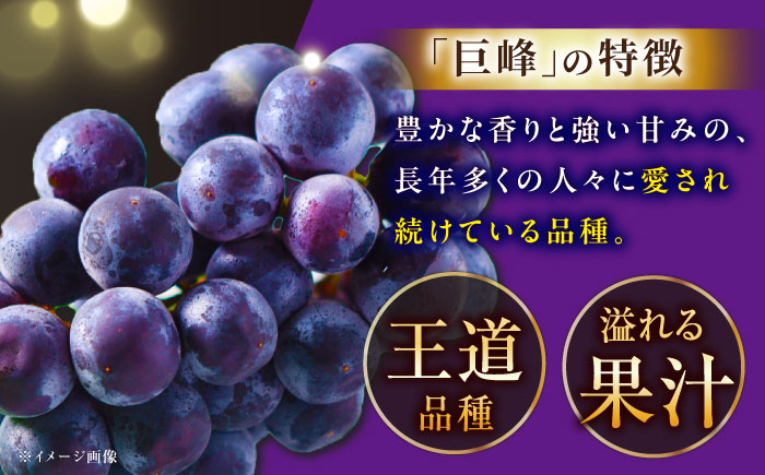 【2025年先行予約】【8月初旬頃から順次発送】溢れる果汁がたまらない！巨峰 2房 約700g 島根県雲南市/池田ぶどう農園　 [AIAA003]