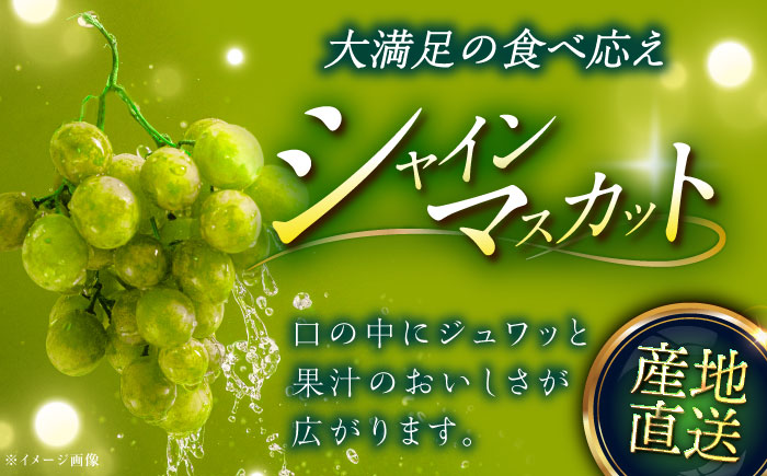 【2026年先行予約】【8月初旬頃から順次発送】【訳あり】神紅・シャインマスカット 各1房 計1kg以上 島根県雲南市/池田ぶどう農園 フルーツ 果物 ぶどう セット 食べ比べ 家庭用 [AIAA005]