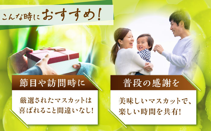 【2026年先行予約】【15個限定】【贈答用】旬の味わいを産地直送で！シャインマスカット 1房（約500g）秀品・化粧箱入り 島根県雲南市/ギアファーム [AIAB003]