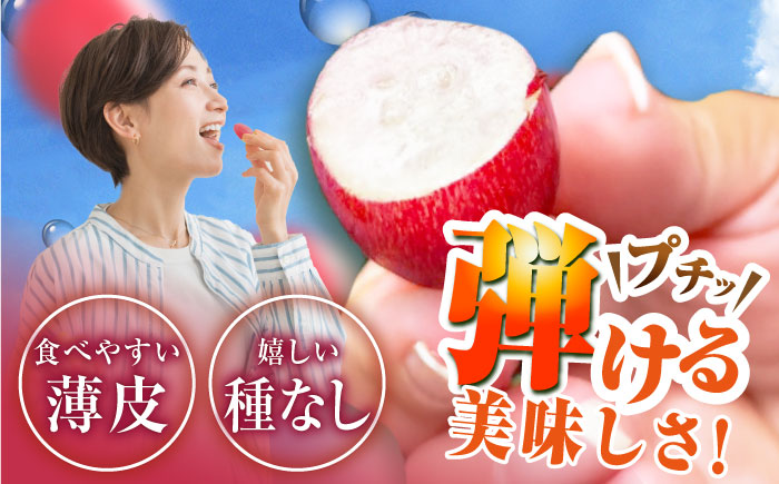 【2026年先行予約】【10個限定】【ご自宅用】期待の新品種！クイーンセブン 1房（約350g）簡易包装 訳あり 島根県雲南市/ギアファーム [AIAB008]