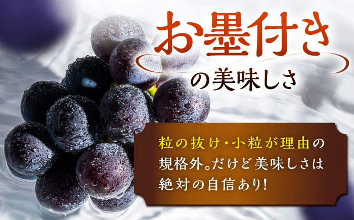 【先行予約：2026年8月中旬より発送】【ご自宅用】旬の味わいを農家直送で！ピオーネ 1房（約400g）簡易包装 訳あり 1万円 島根県雲南市/ギアファーム [AIAB014]