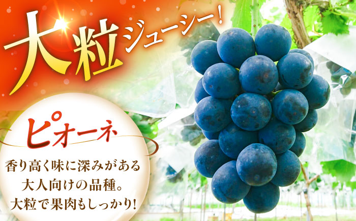 【先行予約：2026年8月下旬より発送】【数量限定】贈り物におすすめ！ピオーネ・ジュエリーBOX 16粒(約240g) 島根県雲南市/ギアファーム [AIAB020]