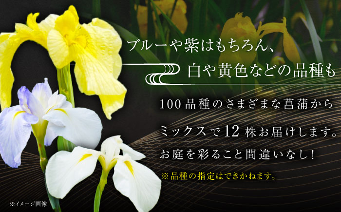 【4月～11月発送】花しょうぶ（ジャパン アイリス）の苗 おまかせ12株 島根県雲南市/石照庭園 [AIAC002]