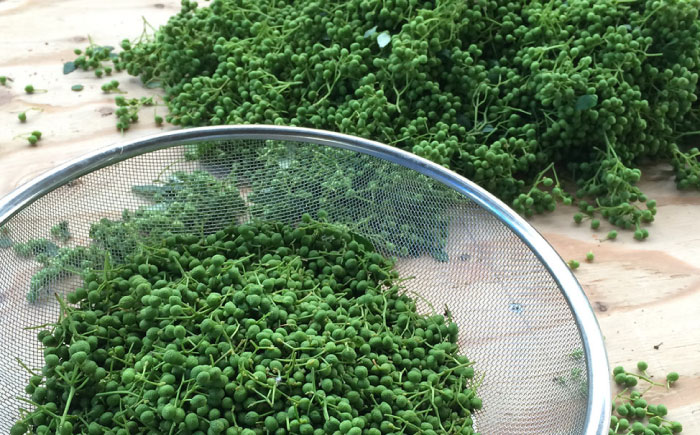 奥出雲山椒ジャコのり「頼むからごはんください」 6個セット  | 佃煮 ごはん ジャコ のり 島根県雲南市/いずも八山椒有限会社 [AIAF011]