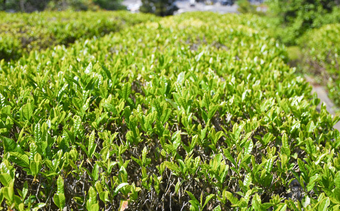 上粉茶(煎茶) 大容量セット(200ｇ×10本)  島根県雲南市/島根県農業協同組合　雲南地区本部 大東加工所 [AIBP001]