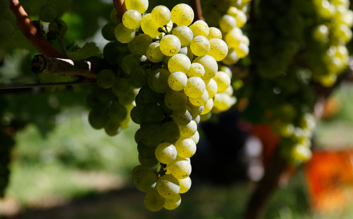 奥出雲葡萄園 シャルドネ（白ワイン）・ぶどうジュースセット   国産 ジュース セット 島根県雲南市/有限会社奥出雲葡萄園 [AICS029]