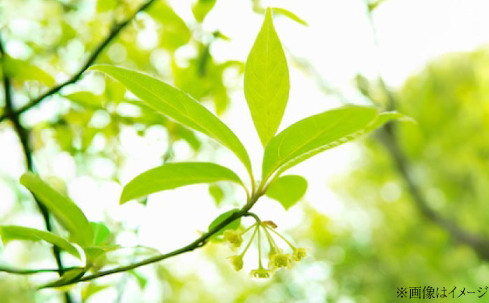 クロモジ芳香蒸留水 200ml×1本 クロモジ 黒文字茶 香水 フレグランス いい匂い 自然な香り リラックス ギフト 贈答　島根県雲南市/有限会社田井産業 [AICY009]