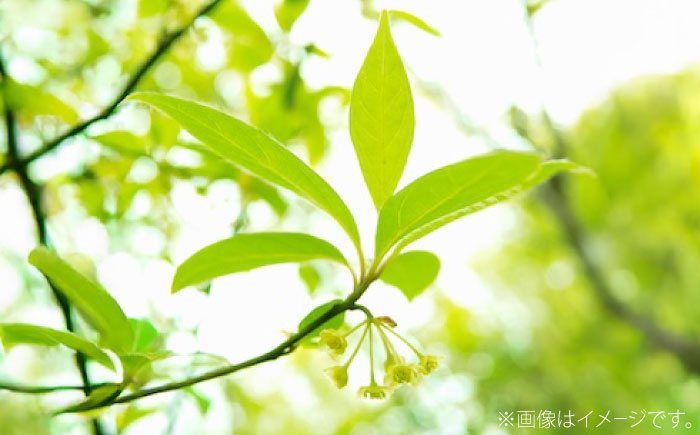 ティーツリー芳香蒸留水 50ml×3本 香り 香水 フレグランス いい匂い 自然な香り リラックス ギフト 贈答 島根県雲南市/有限会社田井産業 [AICY017]