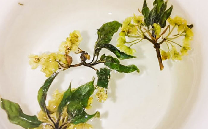 【希少な花茶】クロモジ花茶5g 3袋セット クロモジ茶 くろもじ茶 国産 黒文字茶 植物由来 ノンカフェイン 無添加 無香料 無着色 希少 リラックス 島根県雲南市/有限会社田井産業 [AICY020]