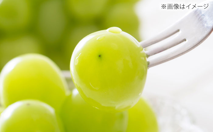 【先行予約】【8月中旬より順次発送】【50個限定】【贈答用】シャインマスカット1房 / シャインマスカット 果物 フルーツ ギフト 新鮮 /　島根県雲南市　/ 寿ぶどう縁 [AIEM001]