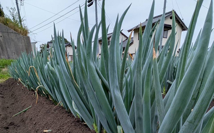 【2025年11月発送開始】焼いてそのまま美味しい！なべちゃん葱（土付き）秀品 Lサイズ2.5kg（500g×5袋）約10本 ねぎ ネギ 島根県雲南市/山さんファーム [AICO004]