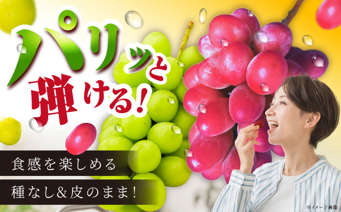 【2026年先行予約】【8月初旬頃から順次発送】【訳あり】神紅・シャインマスカット 各1房 計1kg以上 島根県雲南市/池田ぶどう農園 フルーツ 果物 ぶどう セット 食べ比べ 家庭用 [AIAA005]