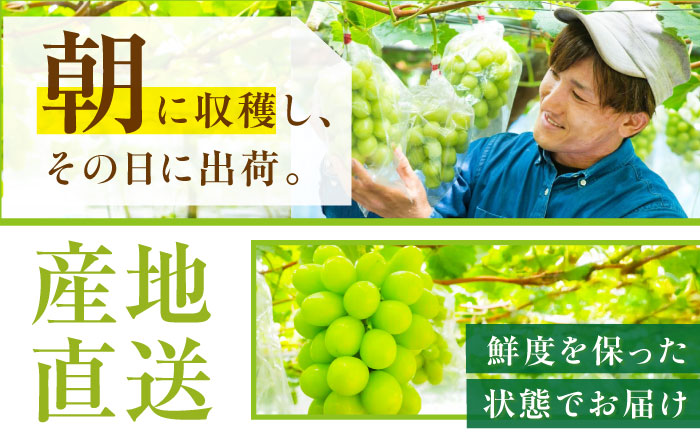 【2026年先行予約】【15個限定】【ご自宅用】旬の味わいを産地直送で！シャインマスカット 1房（約500g）簡易包装 訳あり 島根県雲南市/ギアファーム [AIAB004]