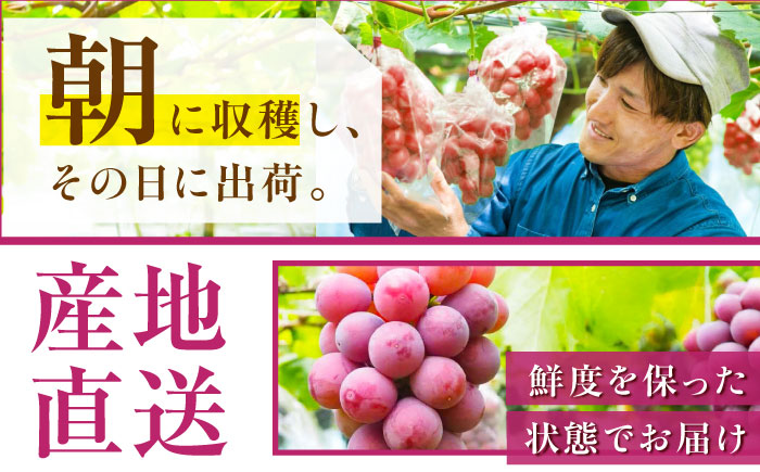 【2026年先行予約】【30個限定】【ご自宅用】リピーターが続出中！クイーンニーナ 1房（約450g）簡易包装 訳あり 島根県雲南市/ギアファーム [AIAB006]