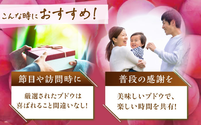 【全3回定期便】【2026年先行予約】【30個限定】【秀品】毎月ぶどうをお届け！イチオシ3品種 各2房  島根県雲南市/ギアファーム [AIAB010]