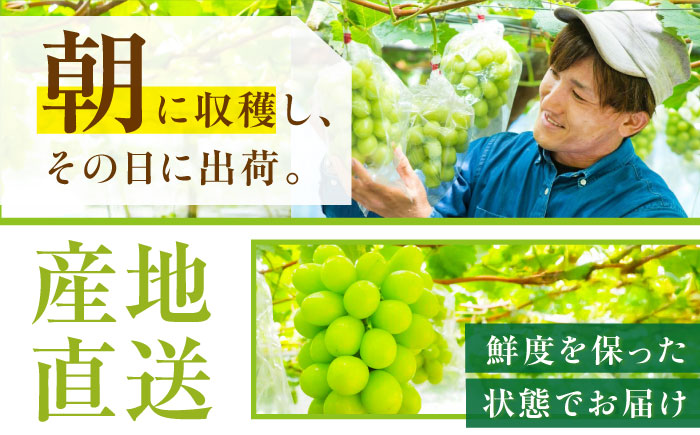 【先行予約：2026年8月中旬より発送】【贈答用】人気の2品種を食べ比べ！シャインマスカット 1房 クイーンニーナ 1房（約1kg）秀品・化粧箱入り 島根県雲南市/ギアファーム [AIAB012]