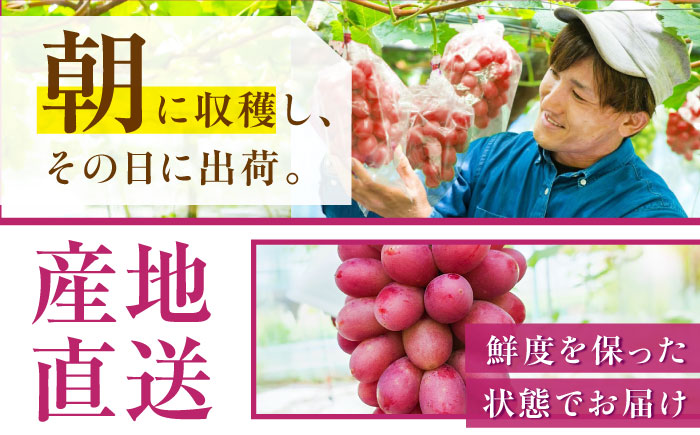【先行予約：2026年8月中旬より発送】【数量限定】贈り物におすすめ！島根オリジナルぶどう神紅・ジュエリーBOX 16粒(約280g) 島根県雲南市/ギアファーム [AIAB019]
