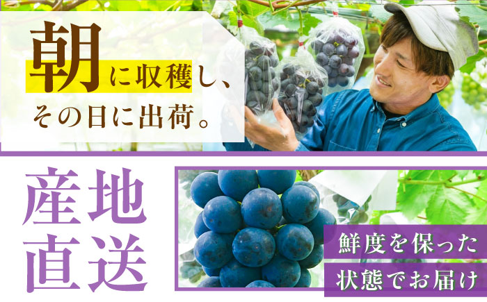 【先行予約：2026年8月下旬より発送】【数量限定】贈り物におすすめ！ピオーネ・ジュエリーBOX 16粒(約240g) 島根県雲南市/ギアファーム [AIAB020]